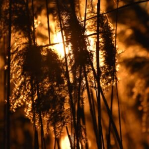 Sunlight shines through tall, golden grass.