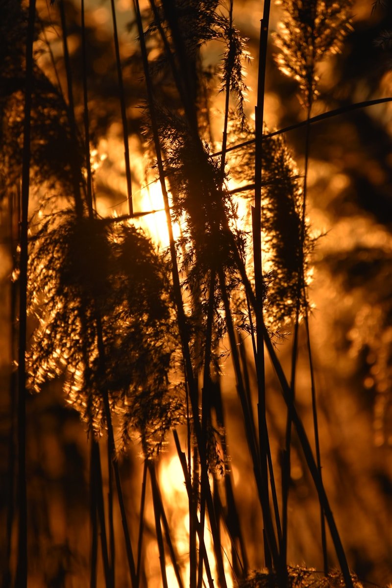 Sunlight shines through tall, golden grass.